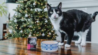 圣诞节特供| GO!猫粮与你一起开启毛孩饮食安全指南 